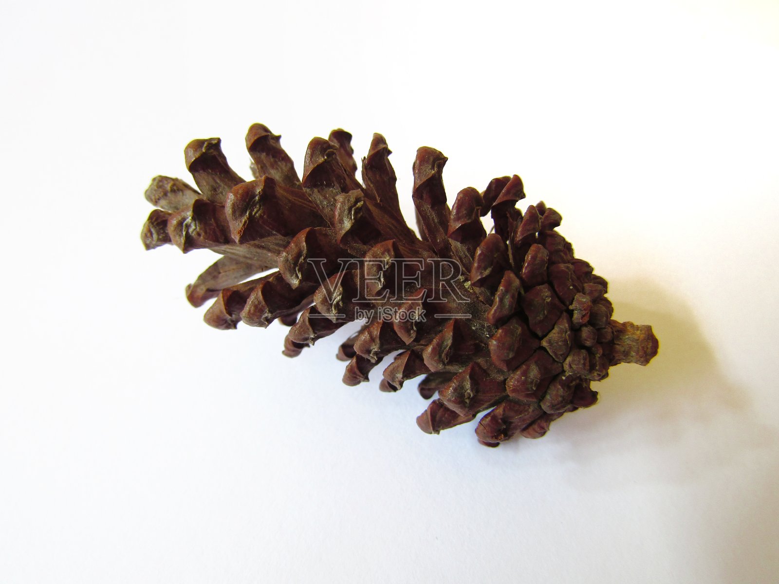 干松花在白色的背景上照片摄影图片