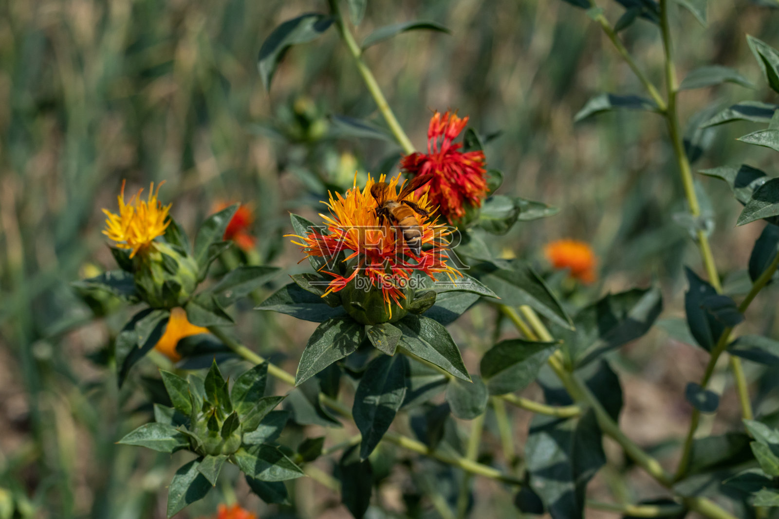 这种花通常用来种植蜂蜜和喂鸟。照片摄影图片