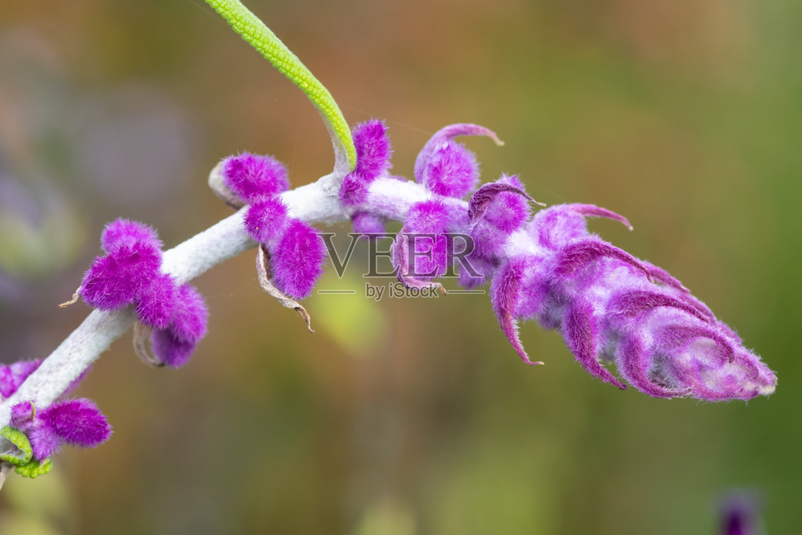 墨西哥灌木鼠尾草(亮花鼠尾草)的花照片摄影图片