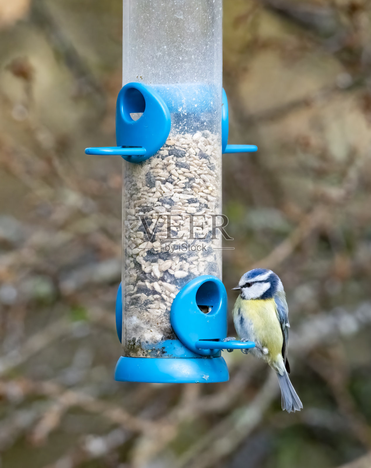 蓝山雀在喂食器上照片摄影图片