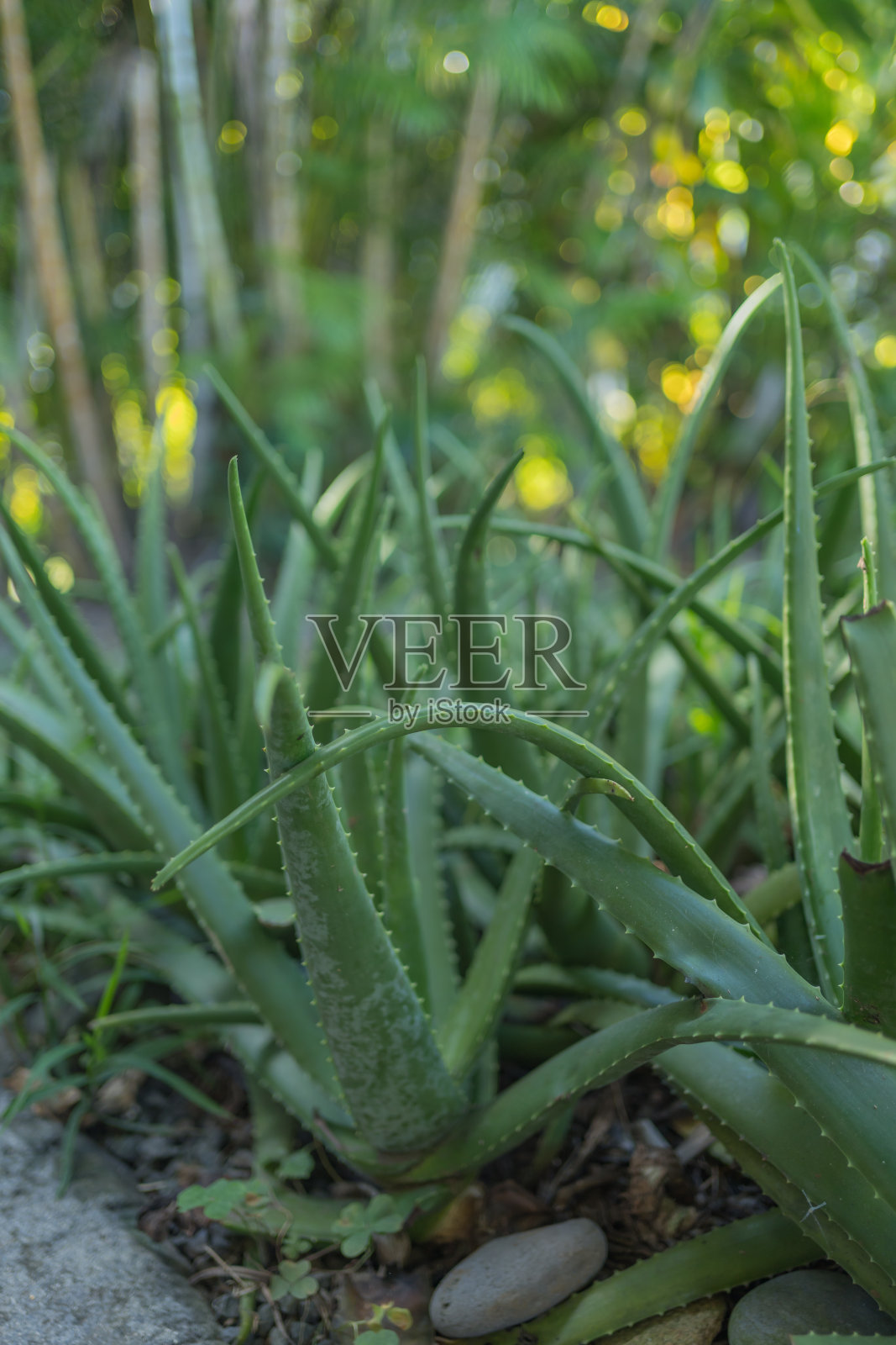 芦荟植物的近景照片摄影图片