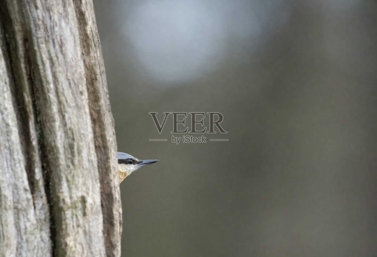 诺塔奇从树后窥视着外面照片摄影图片