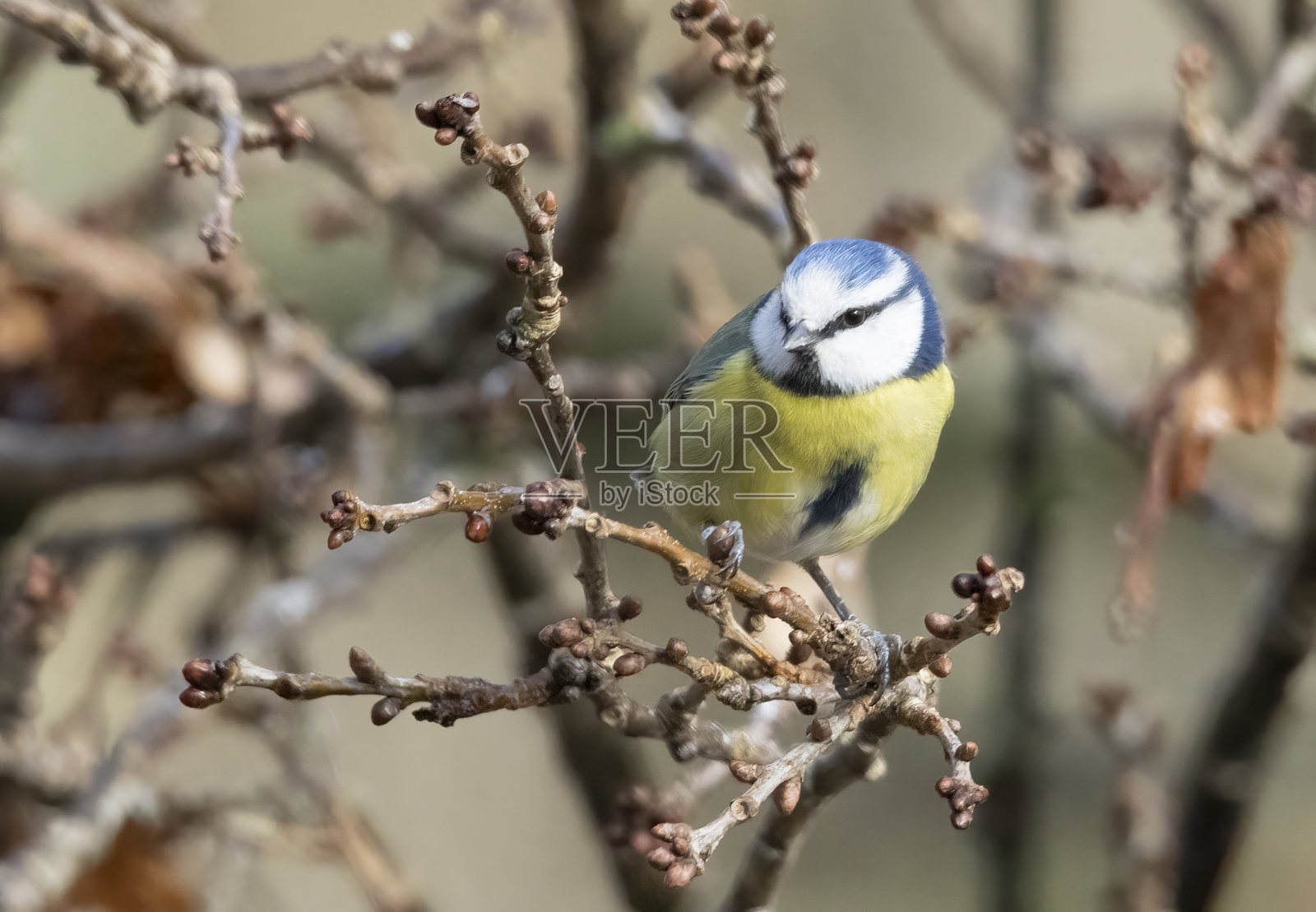 树上的蓝山雀照片摄影图片