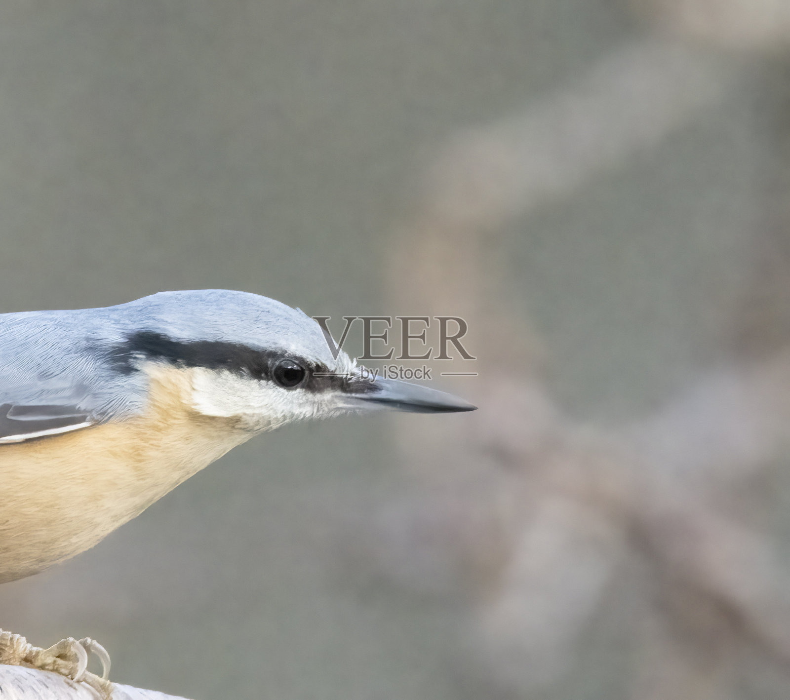 在树上什么也没有照片摄影图片