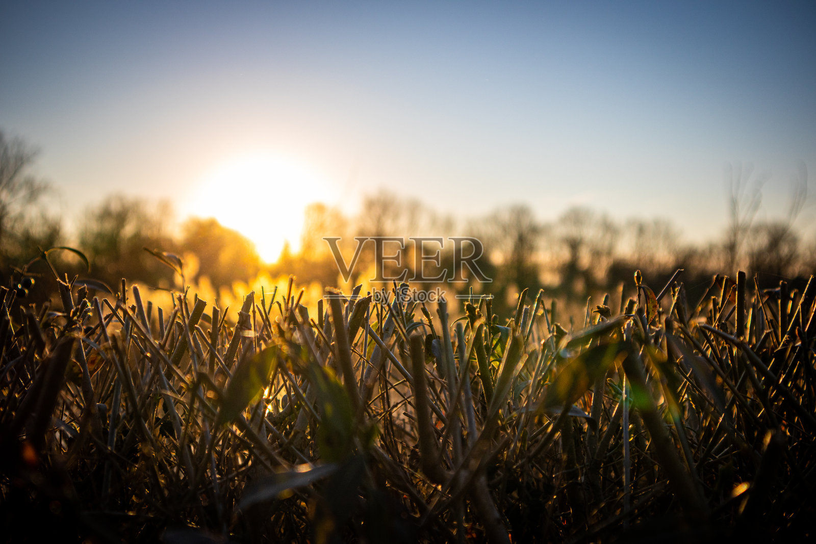 夕阳下的树篱照片摄影图片