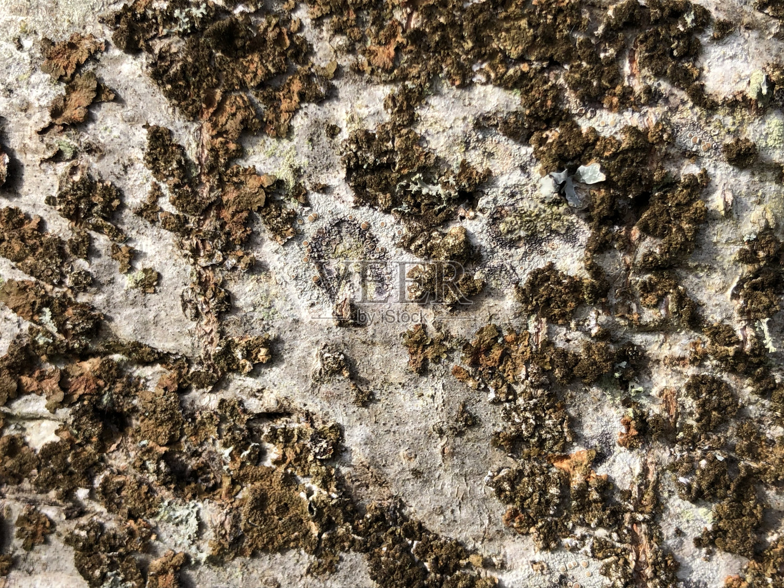 灰桤木-树干/树皮照片摄影图片