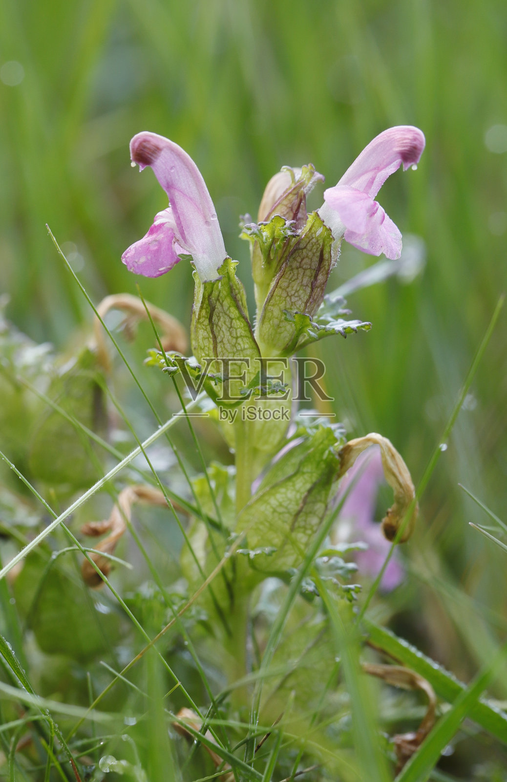 森林虱子草照片摄影图片