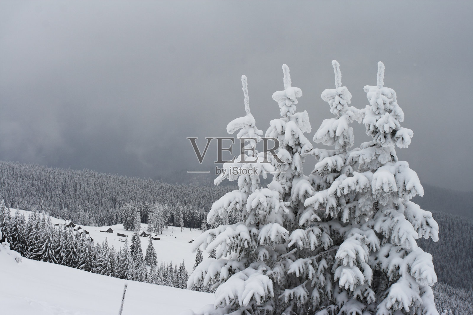 冬天的树照片摄影图片