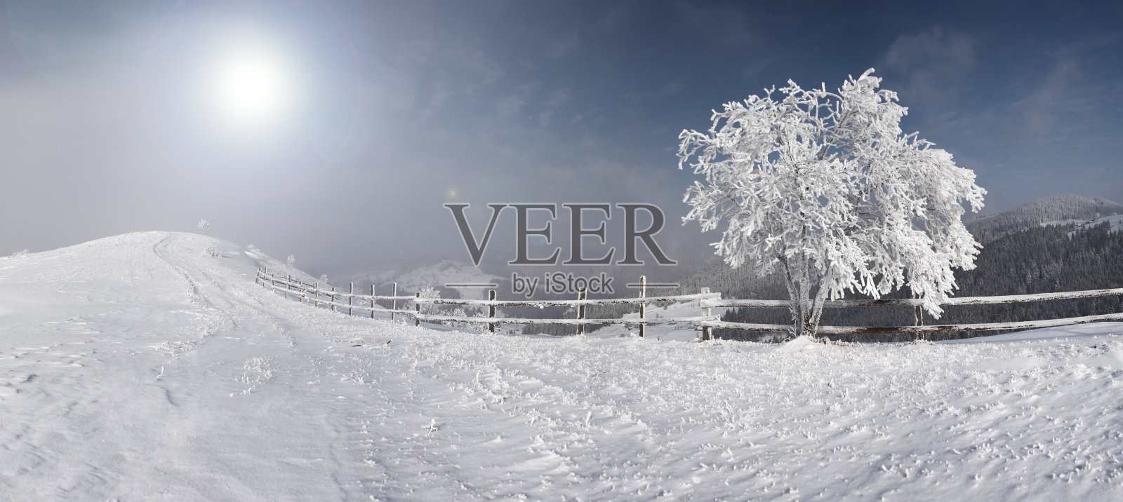 冬天的树照片摄影图片