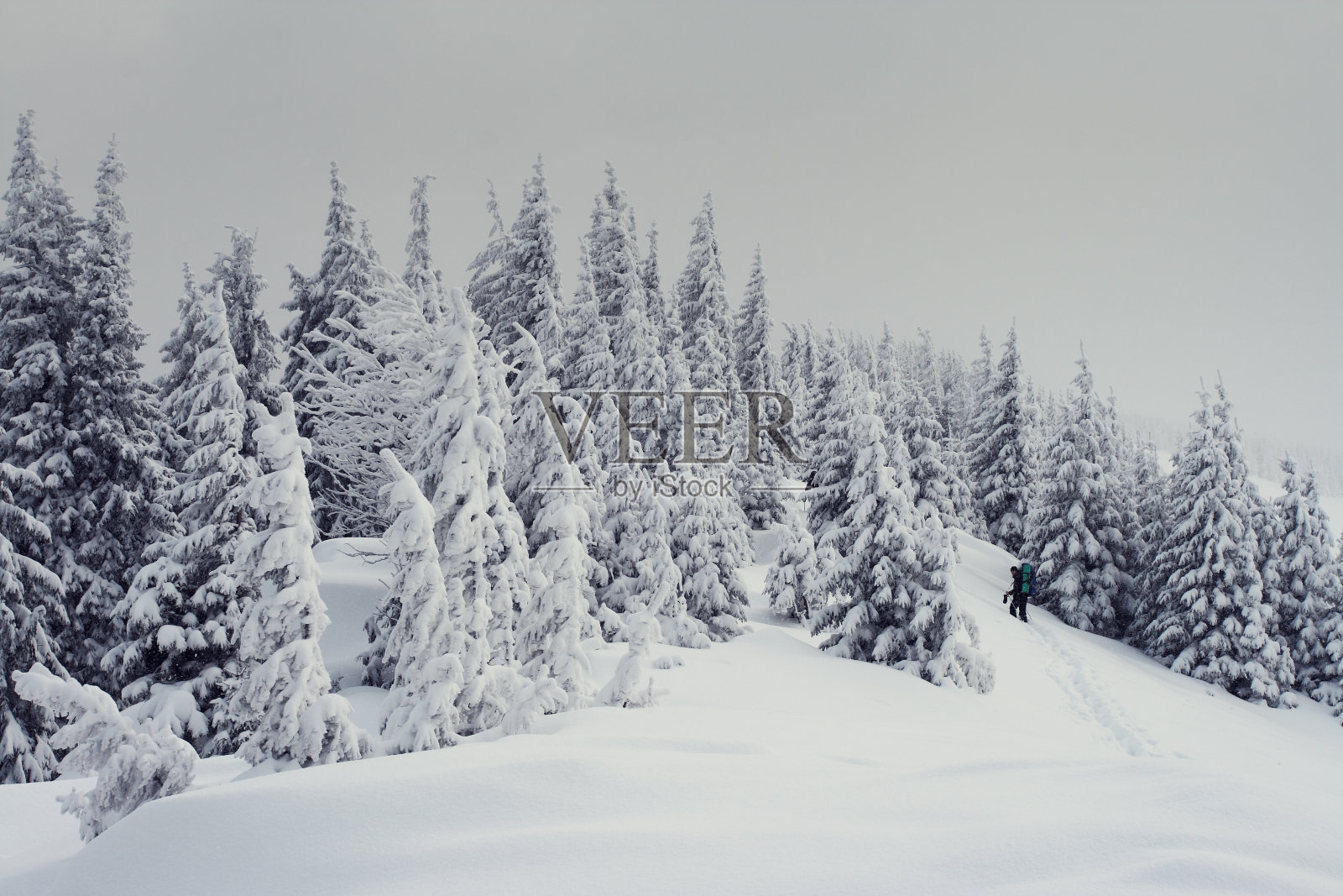 冬天的树照片摄影图片
