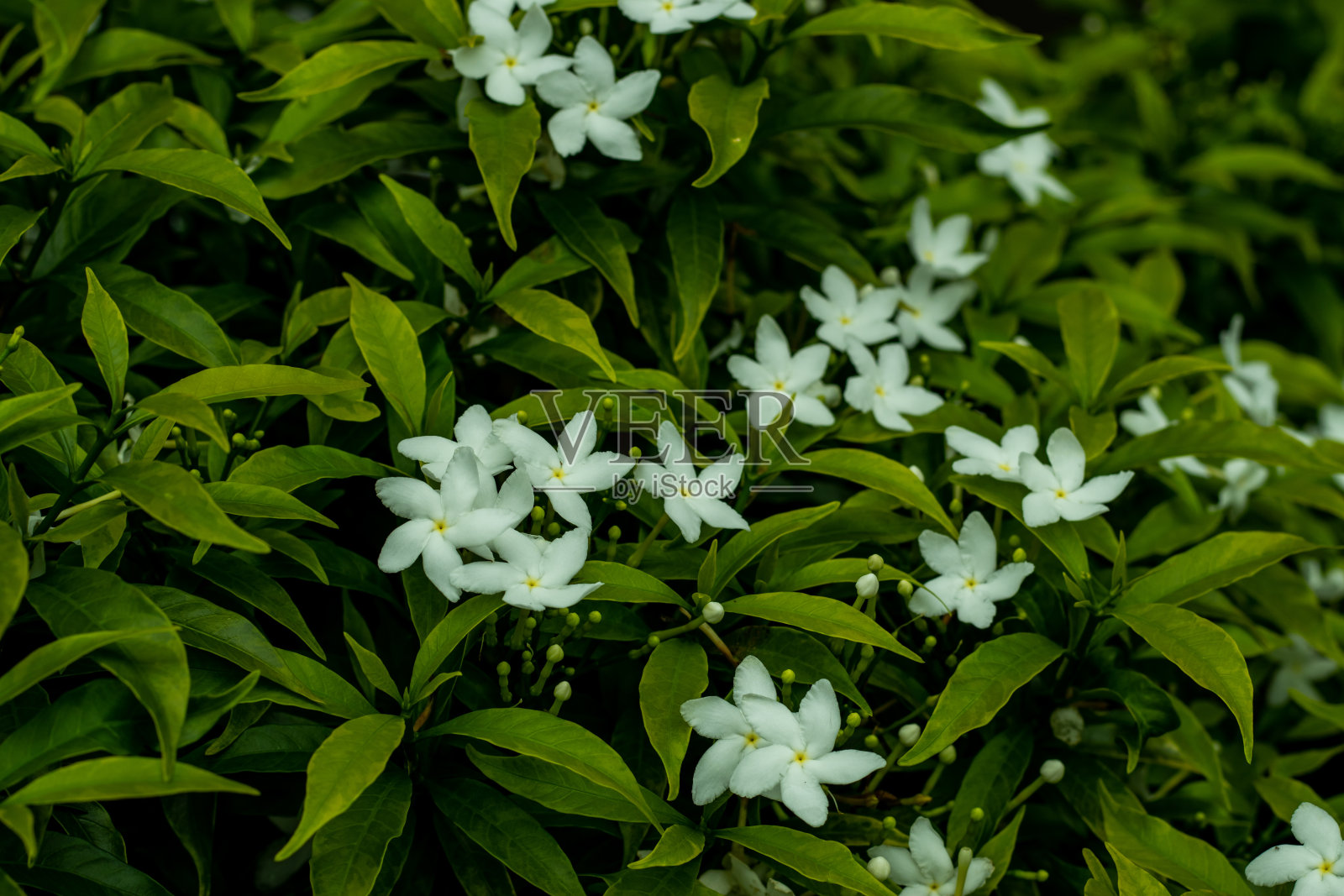 这种植物的名字是绉纱，风车花照片摄影图片