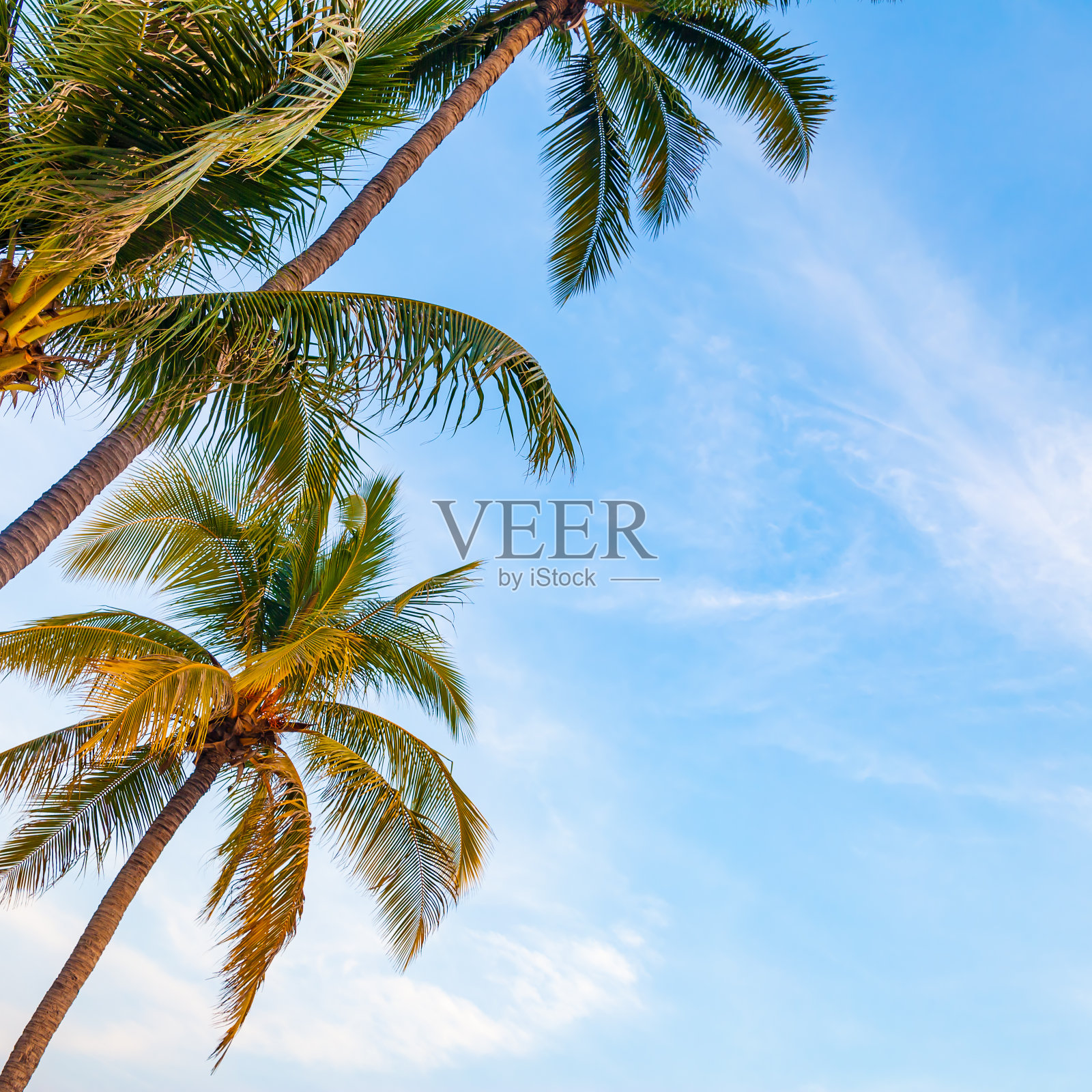 热带海岸的棕榈树照片摄影图片