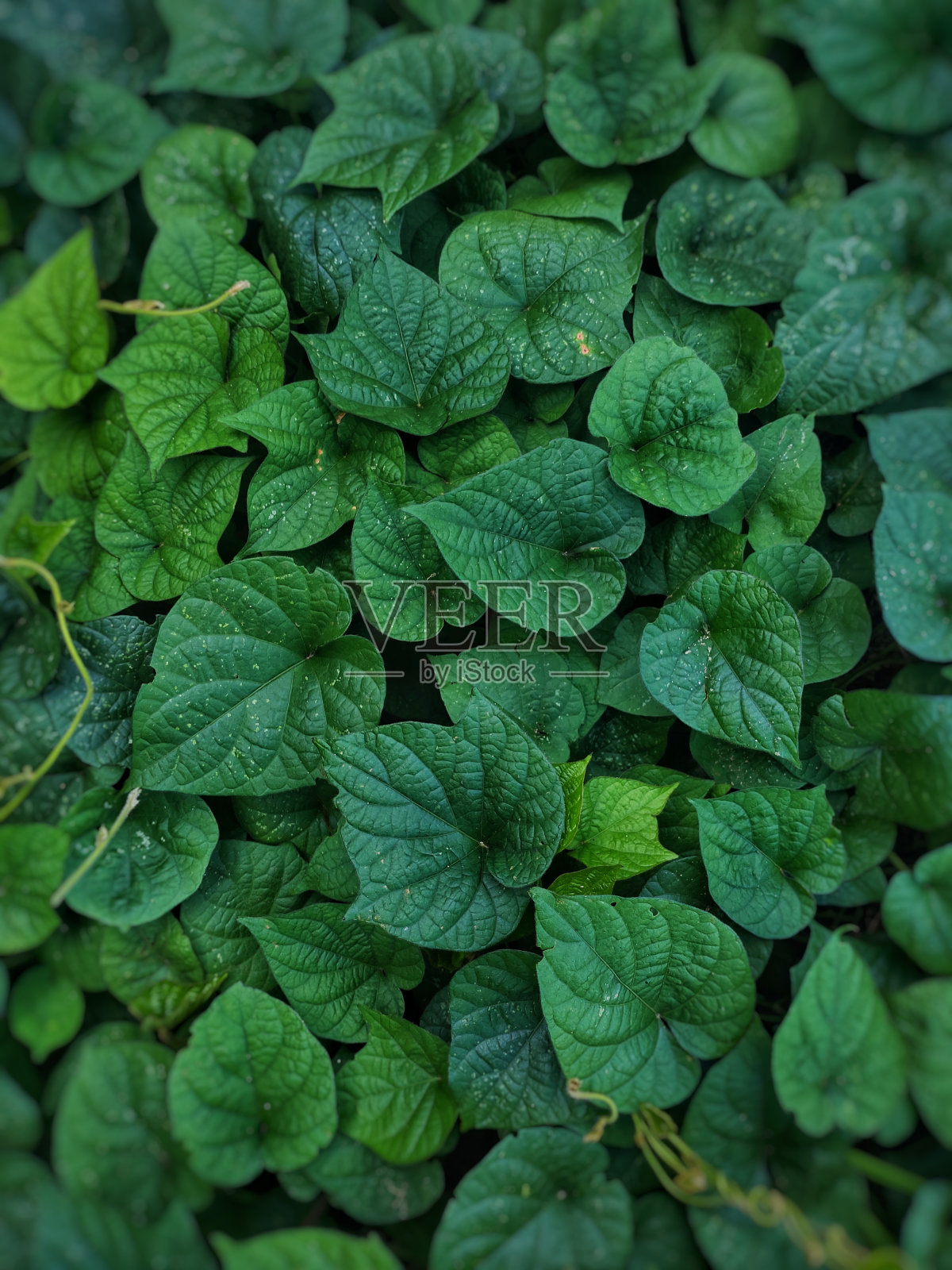 堆树叶照片摄影图片