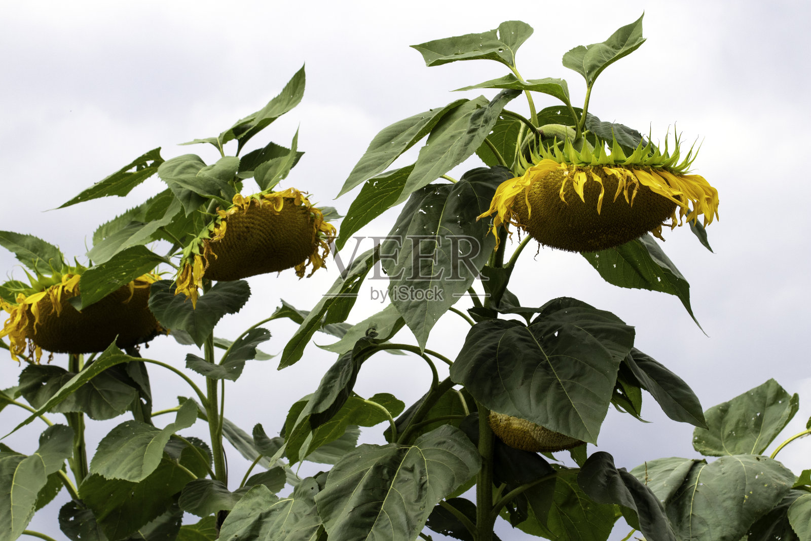 垂死的向日葵照片摄影图片