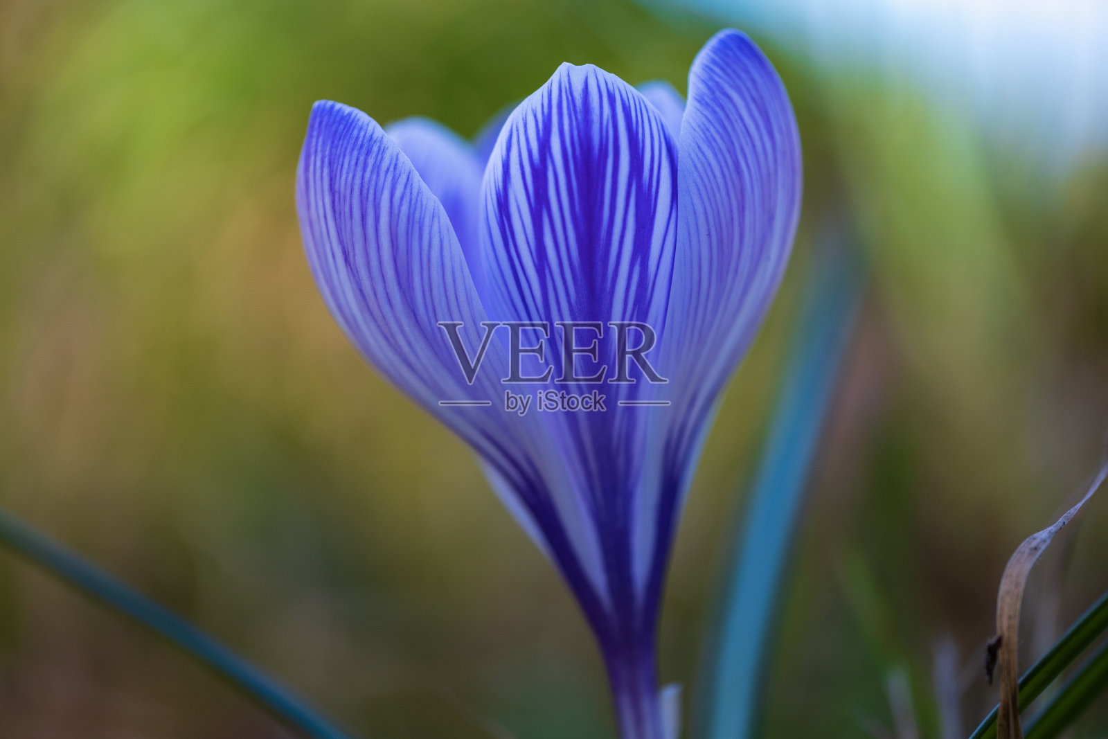 盛开的蓝色磨粉照片摄影图片