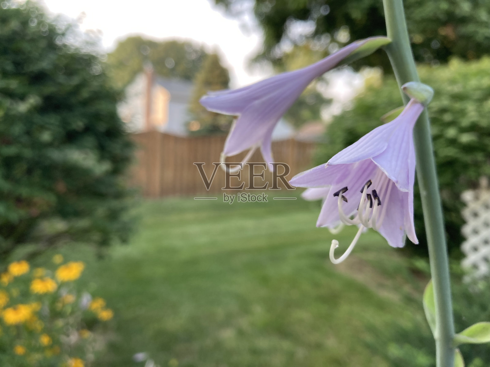 淡粉色玉簪花，2照片摄影图片