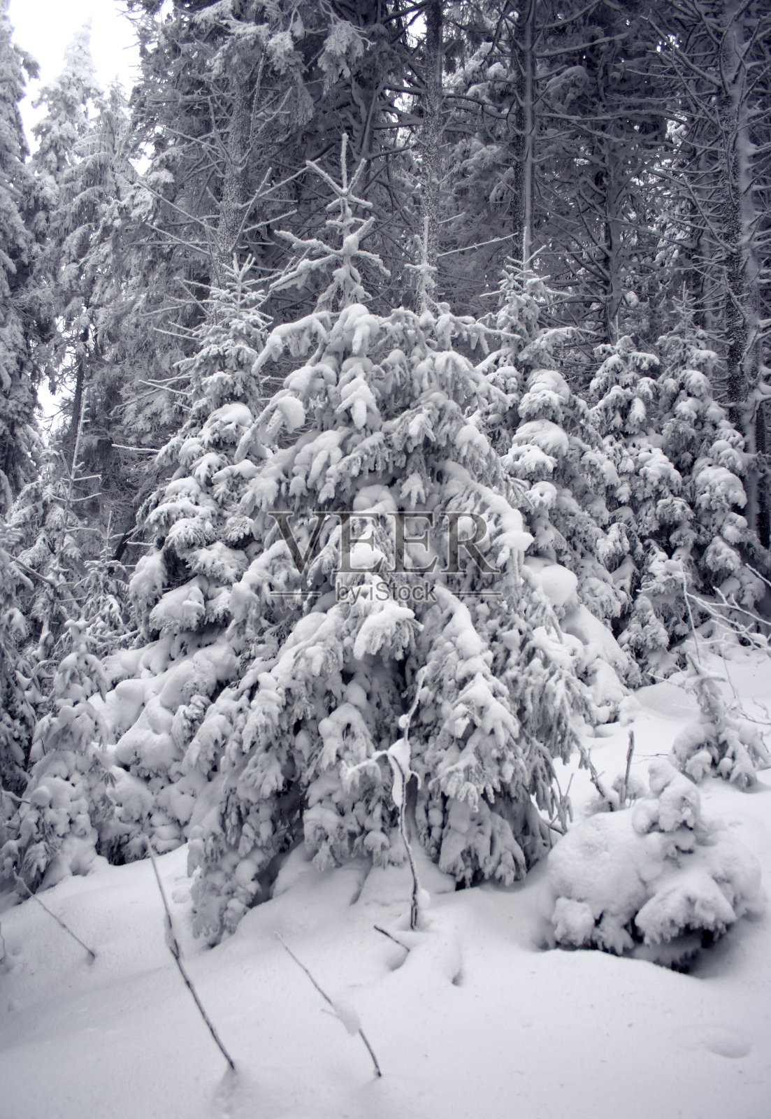 冬天的树照片摄影图片