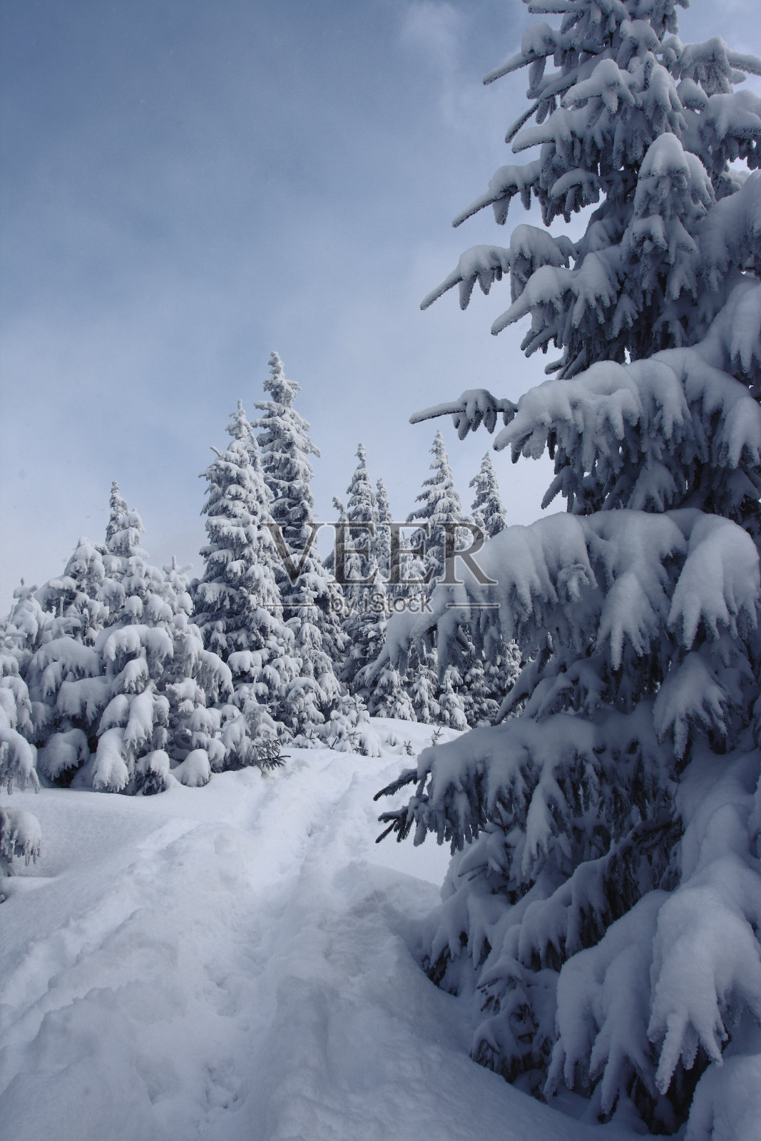 冬天的树照片摄影图片