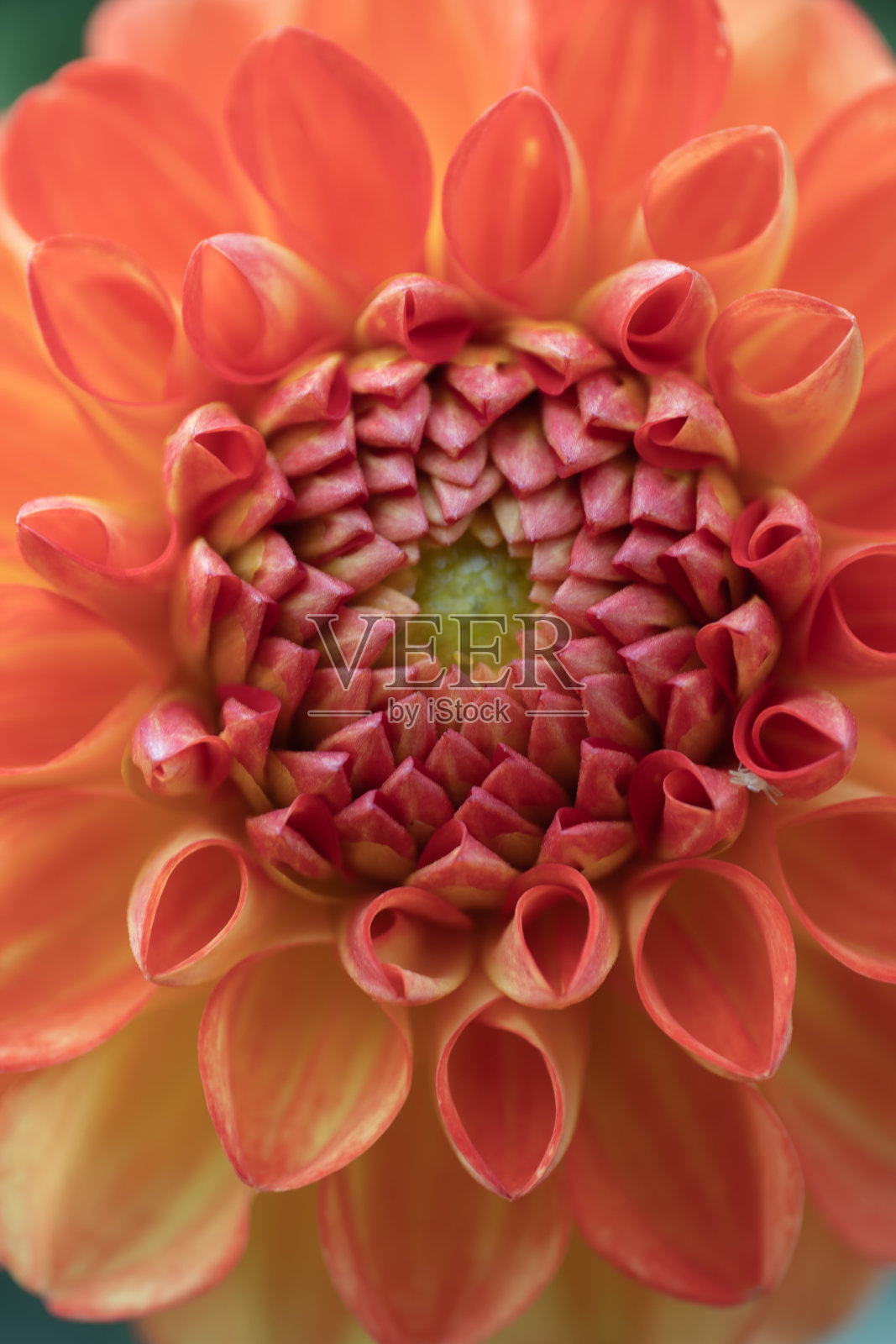 橙色大丽照片摄影图片