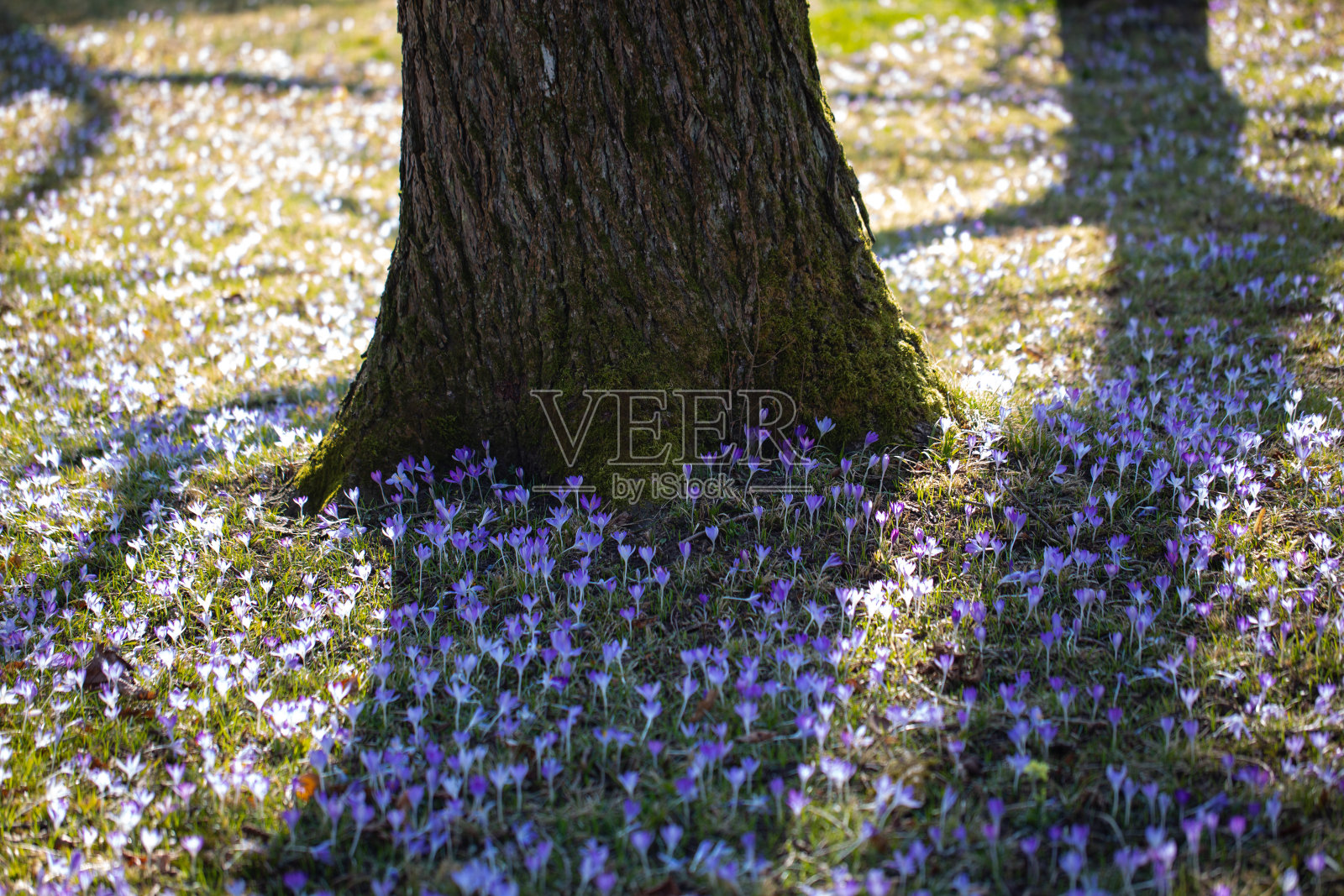 春天，草地上满是番红花，三月，树在后面照片摄影图片