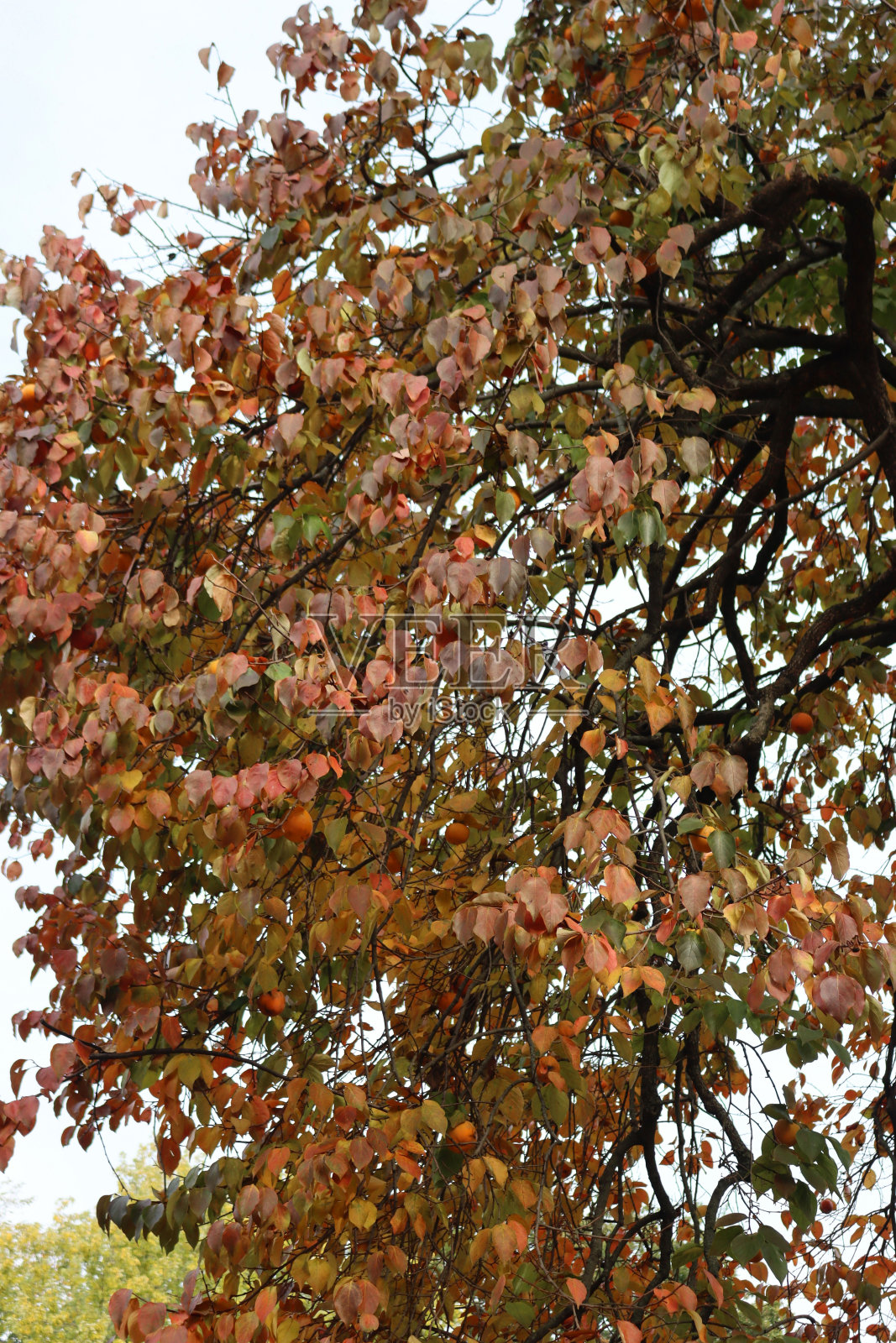 柿子树的细节与红色和橙色的叶子照片摄影图片