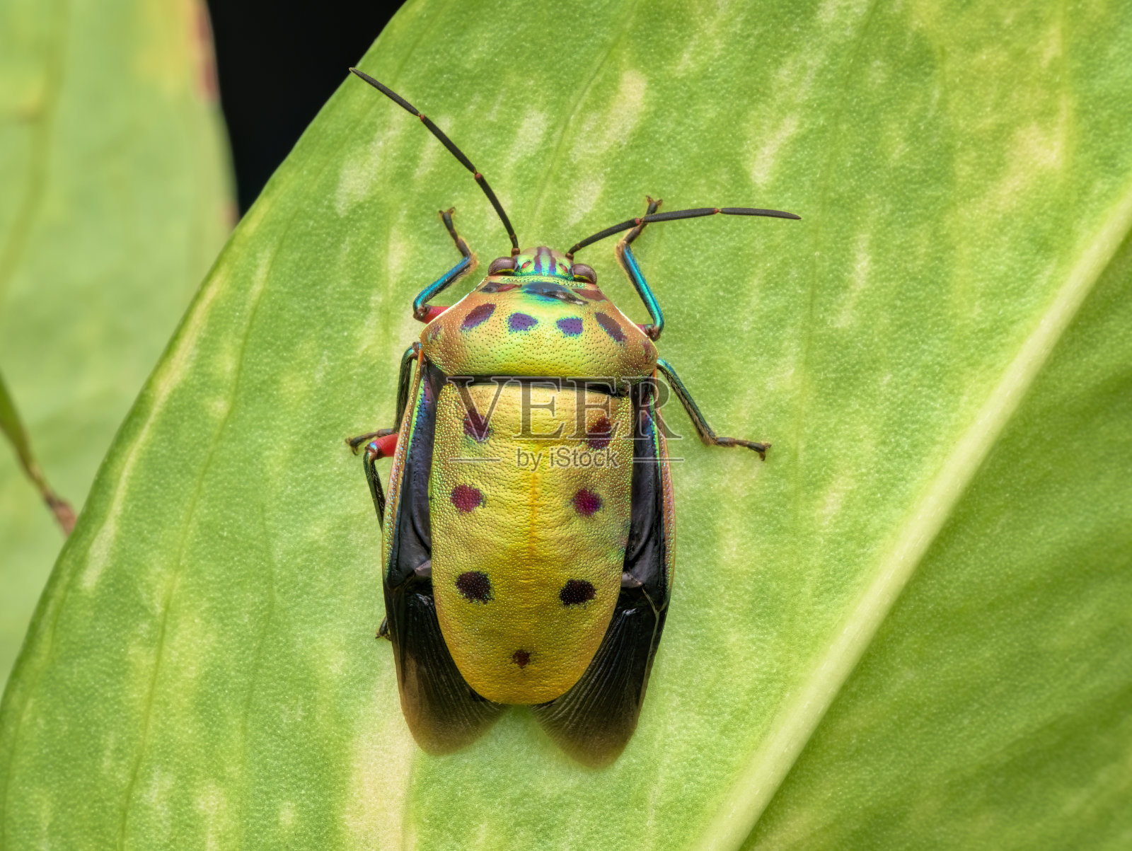 叶子上的甲虫照片摄影图片