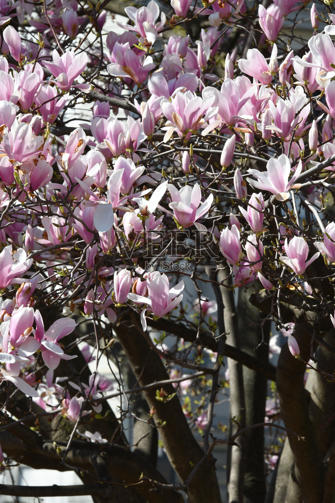 美丽的粉红色开花木兰树。近距离观察木兰在春天盛开的景象。照片摄影图片