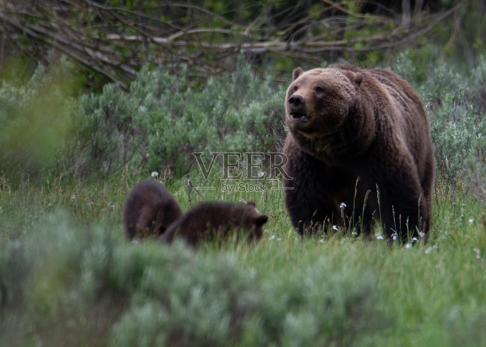 大提顿灰熊399照顾她的幼崽照片摄影图片