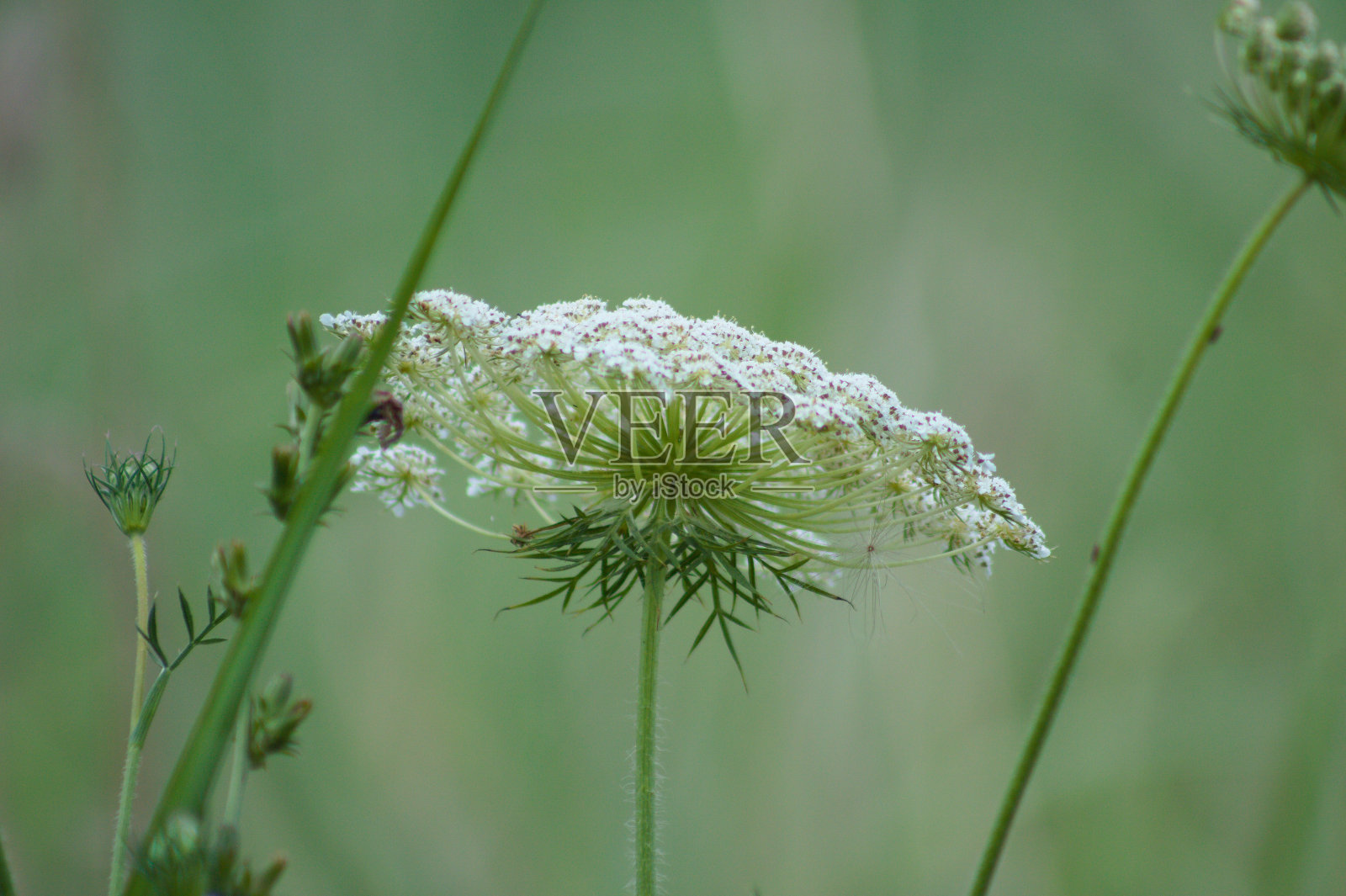 野生胡萝卜在开花的特写镜头与绿色模糊的背景照片摄影图片