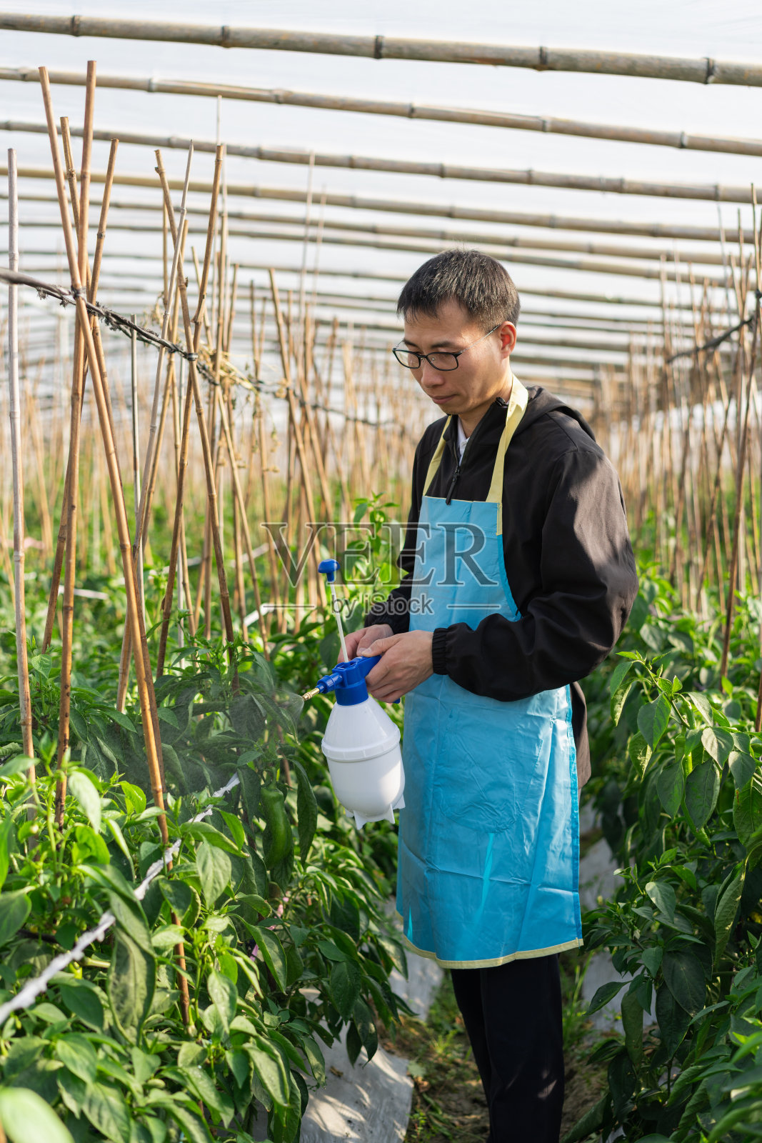 在蔬菜温室工作的农民照片摄影图片