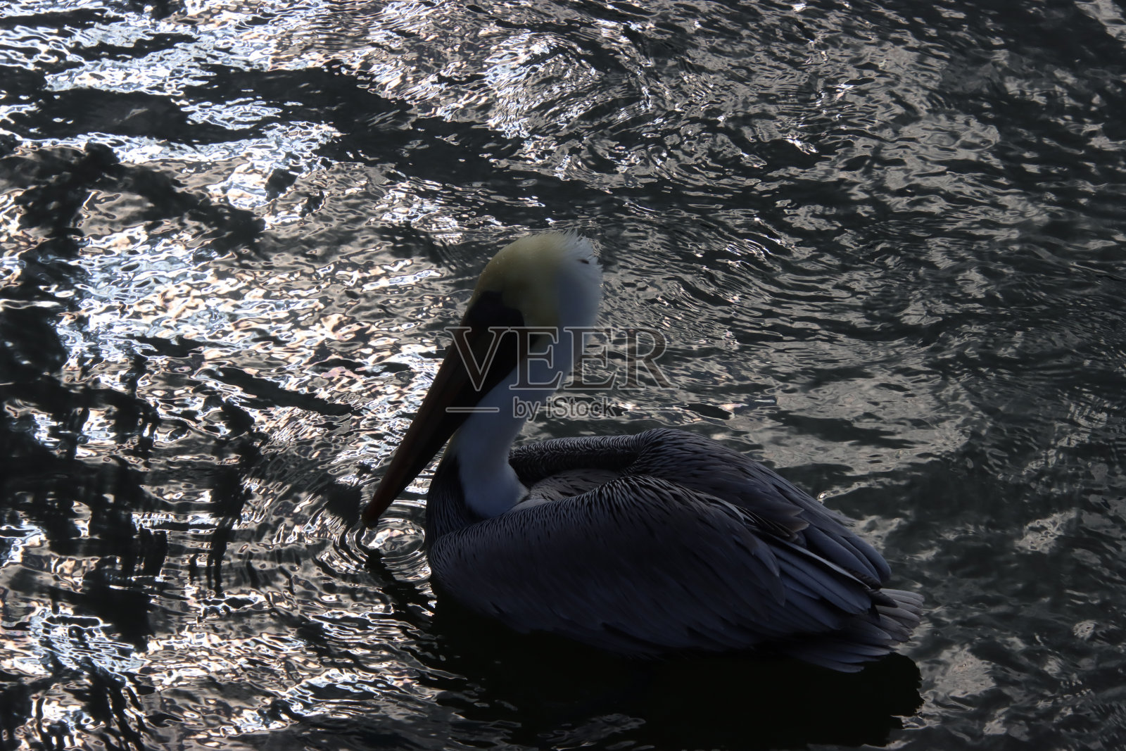 夕阳游照片摄影图片