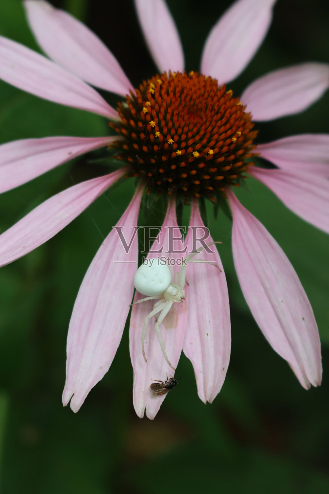 花上的白蟹蛛或白蟹蛛照片摄影图片