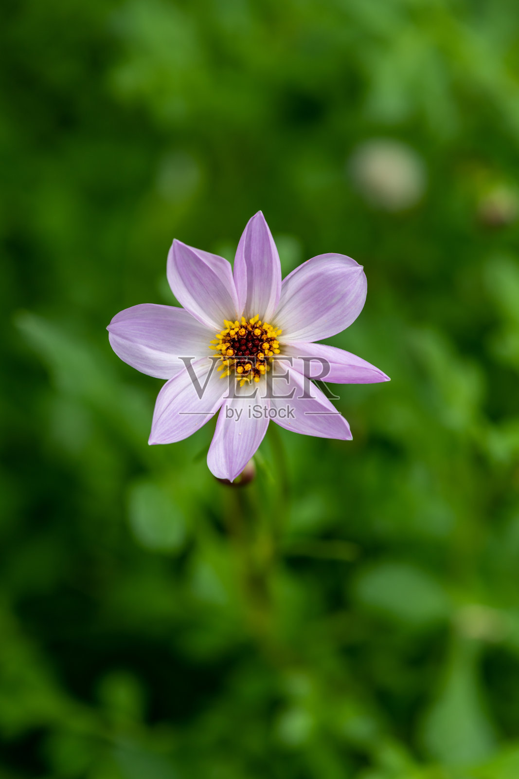 粉色大丽花照片摄影图片