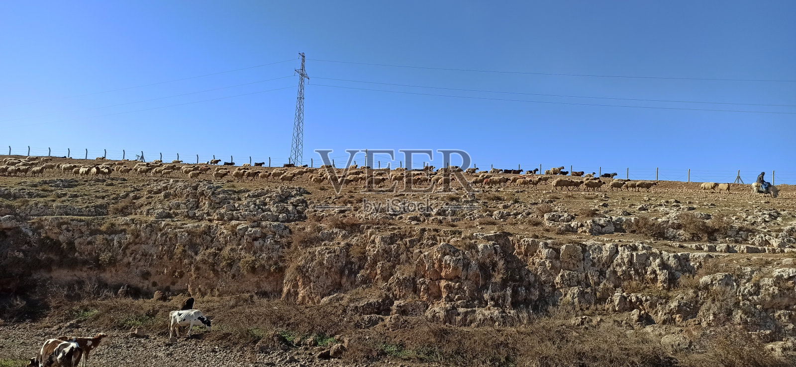 群绵羊照片摄影图片