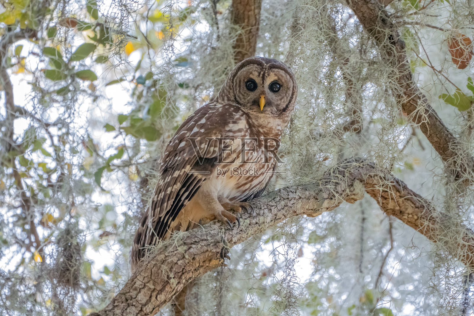 横斑猫头鹰和西班牙苔在树上照片摄影图片