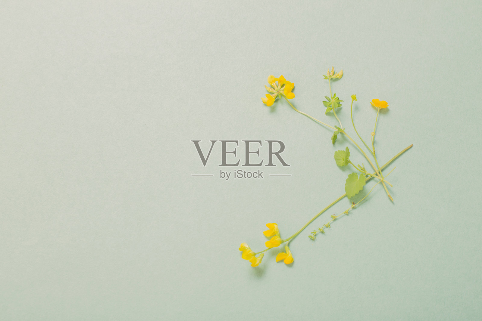 黄色的野花在纸的背景照片摄影图片