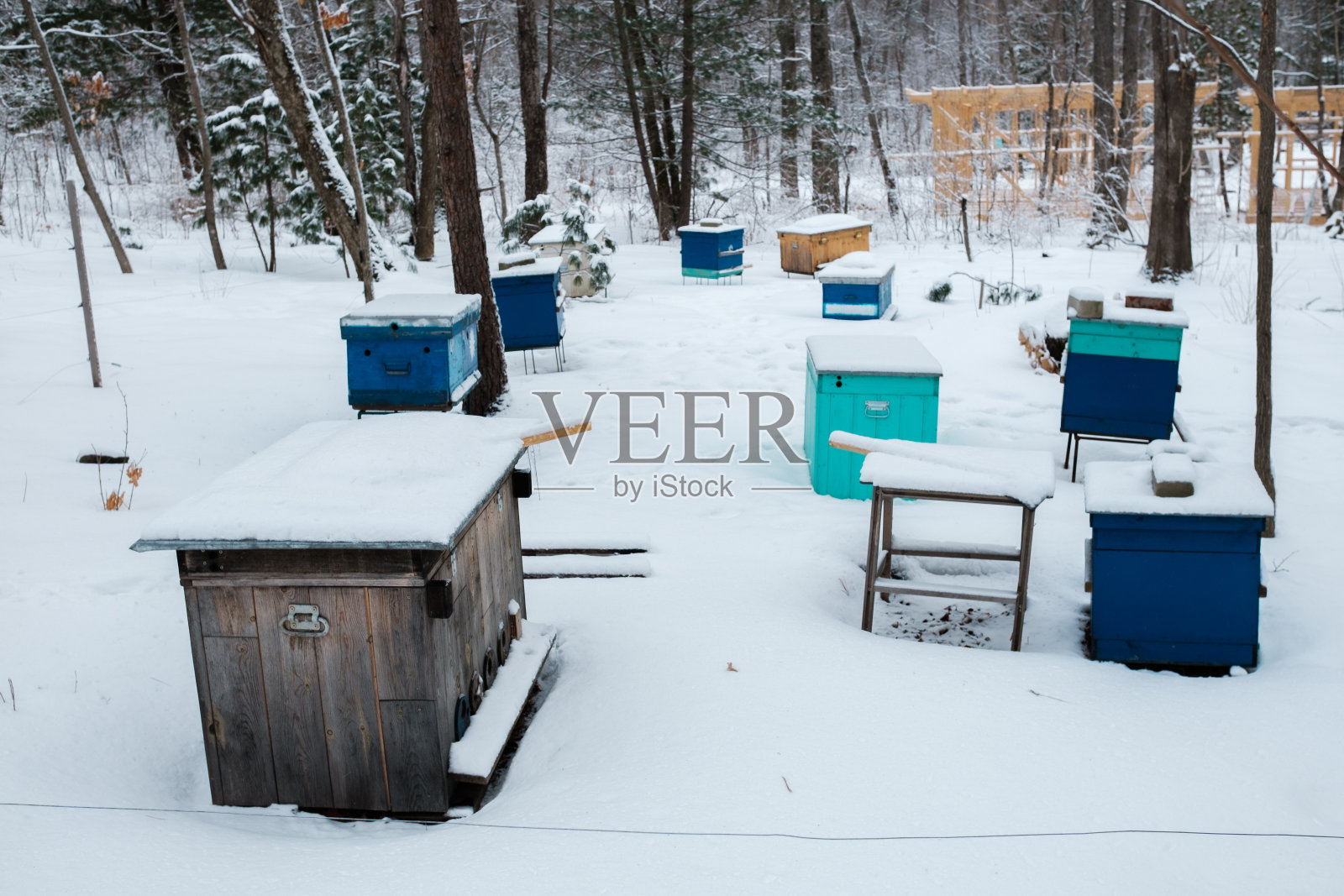 蜜蜂在雪地里筑巢。照片摄影图片