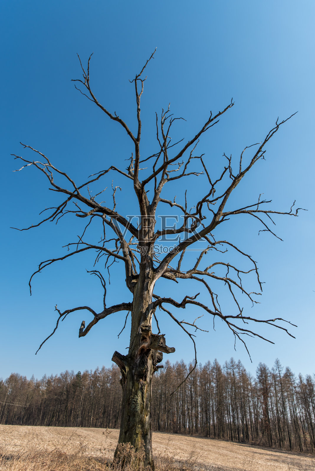 树照片摄影图片