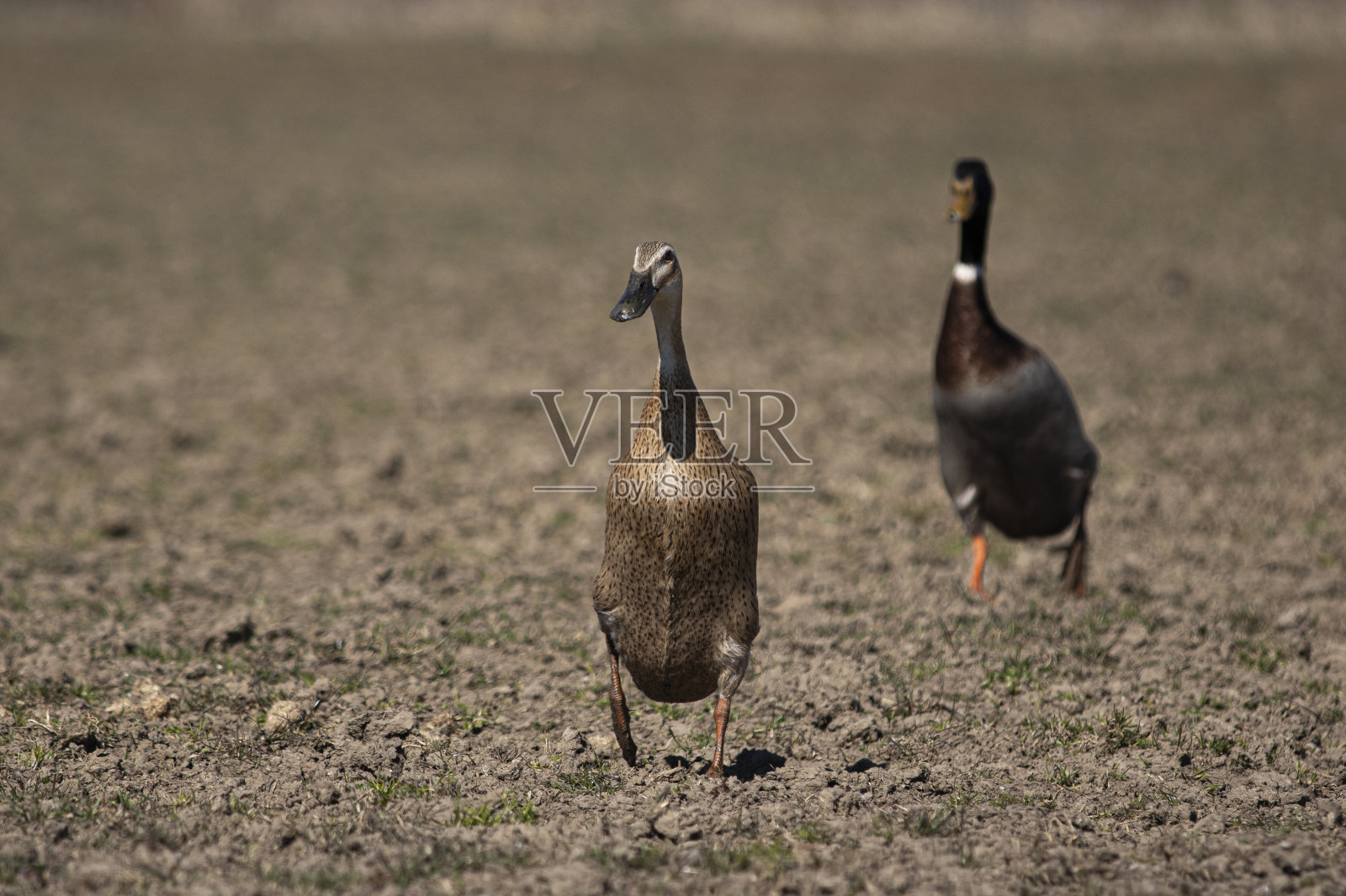 印度的鸭子照片摄影图片