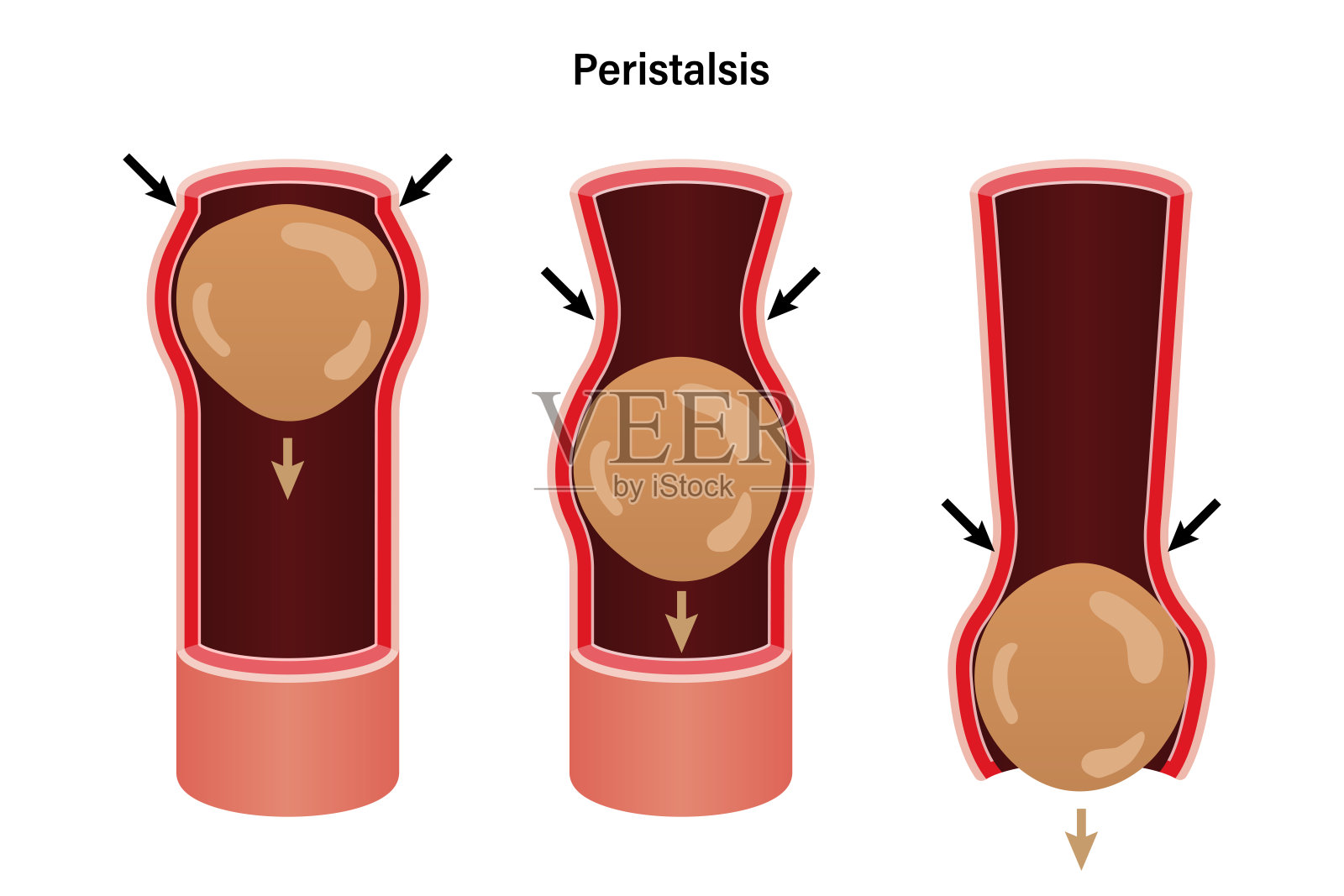 蠕动，不自觉的波动就像肌肉收缩移动食物丸。生物教育插画图片素材