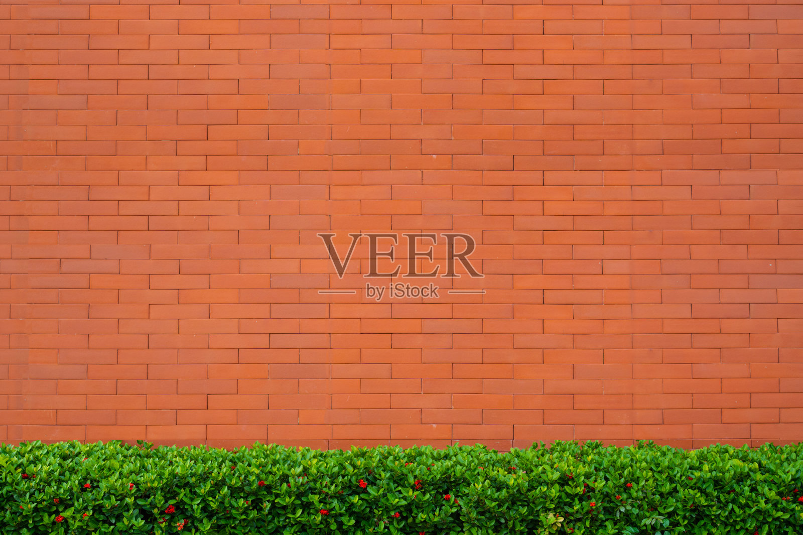 树盆橘色砖墙照片摄影图片