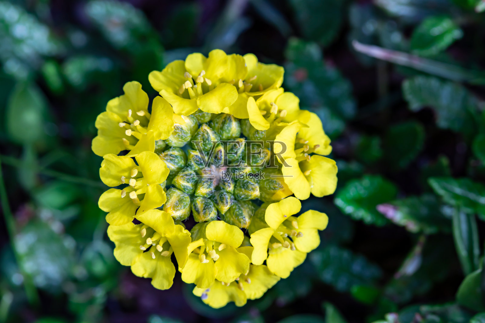 山楂花照片摄影图片