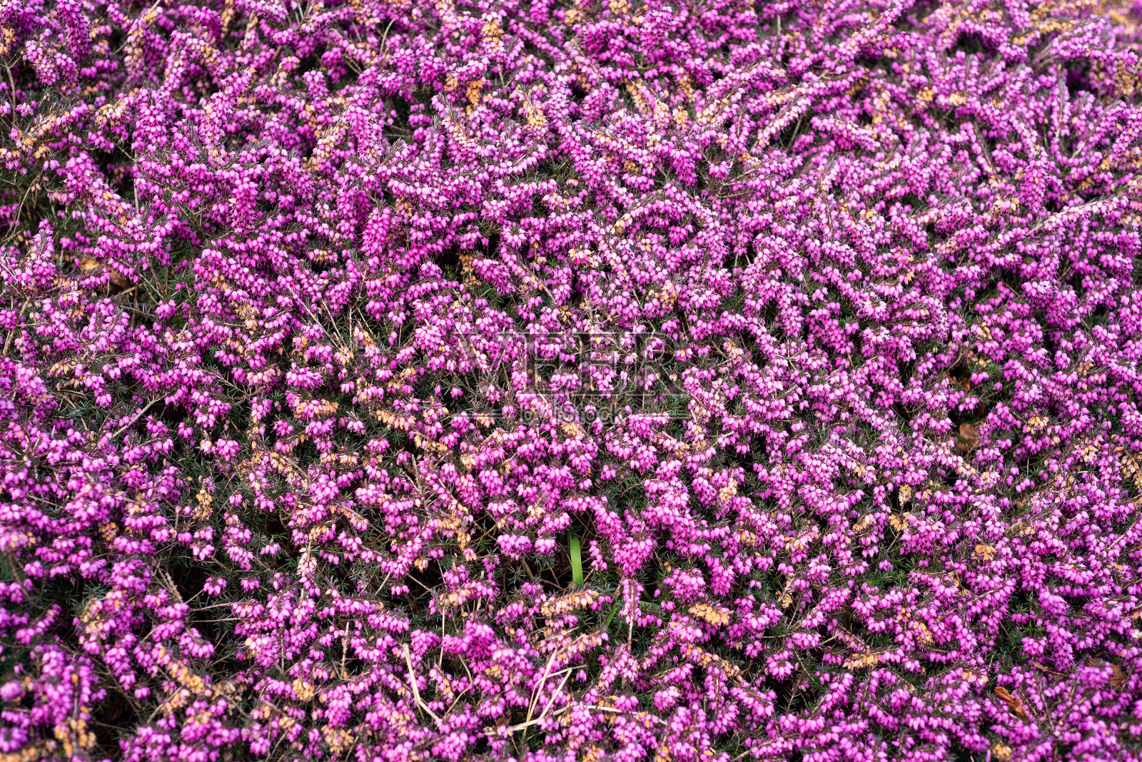 爱尔兰蒂珀雷里的阿赫罗峡谷，美丽的紫色石南花植物Calluna Vulgaris的特写。照片摄影图片