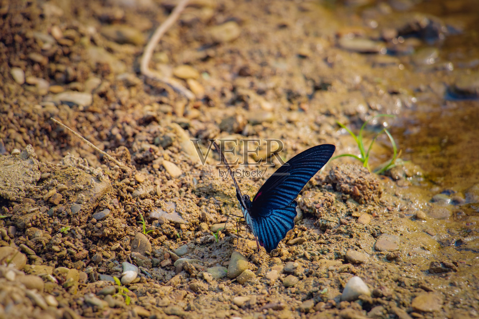 一种属于燕尾蝶科的大蝴蝶。大摩门教徒(凤蝶门农)照片摄影图片