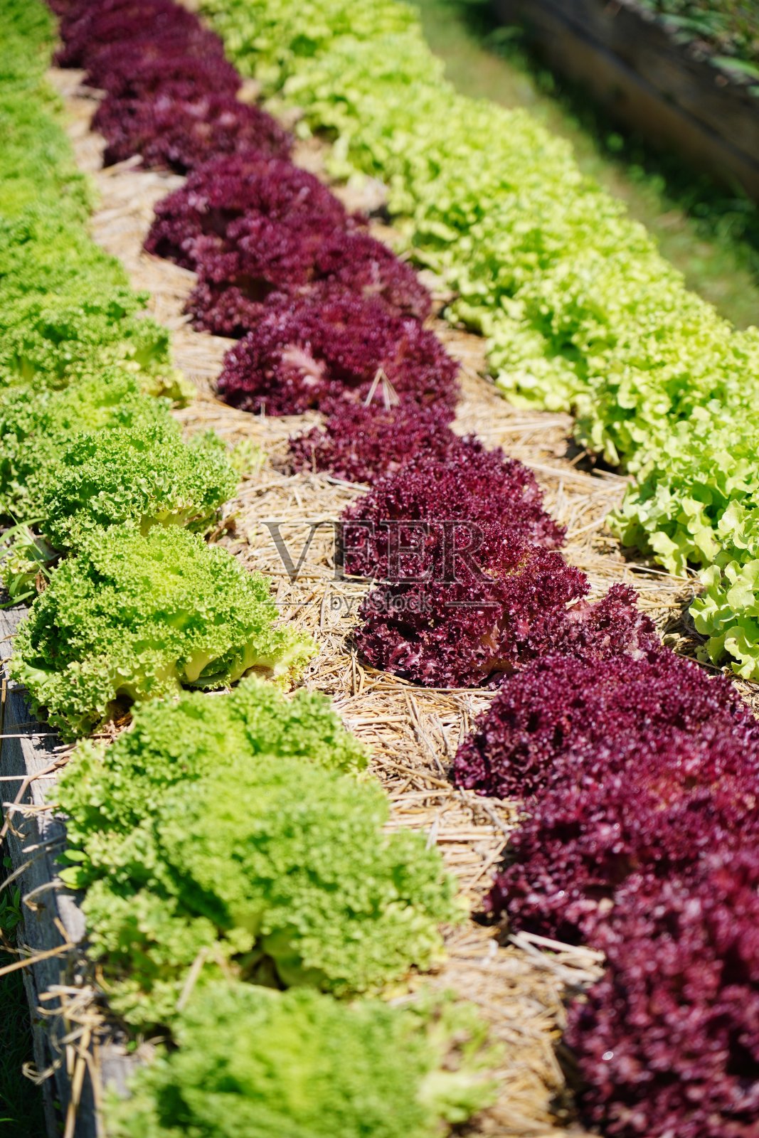 新鲜可吸尘照片摄影图片