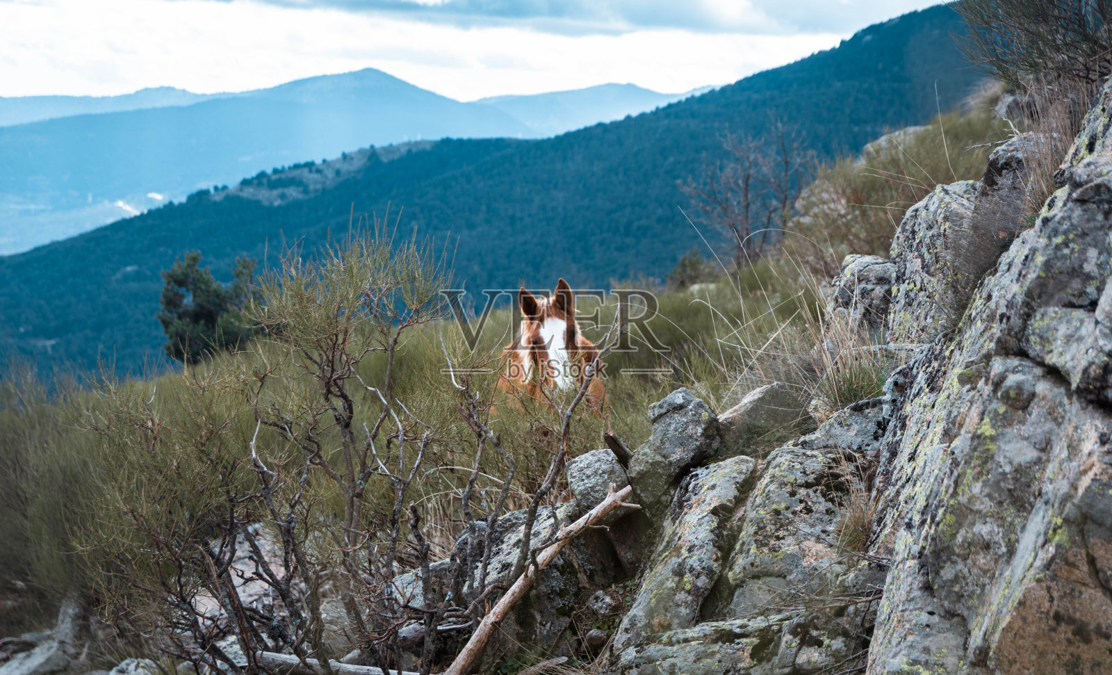 前视图的一个棕色的马在草地照片摄影图片