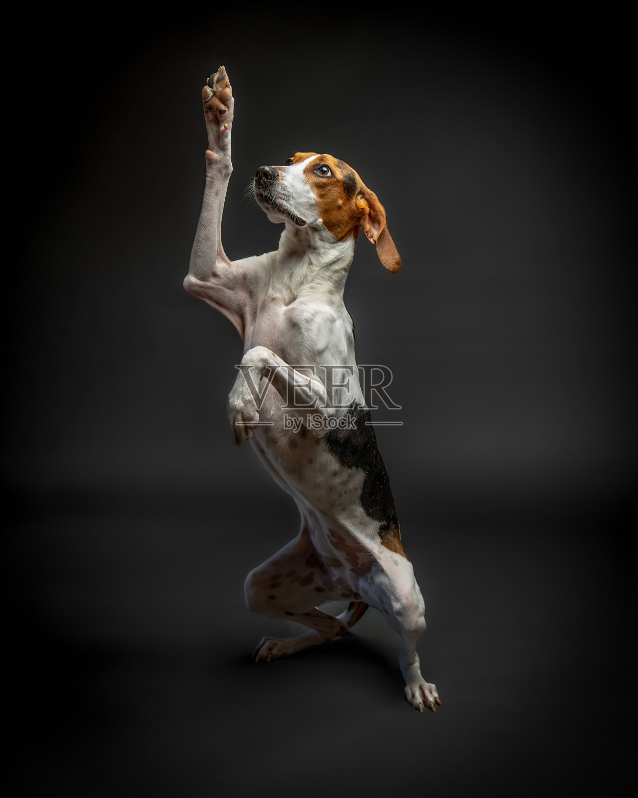 树行猎浣熊站在举起爪子照片摄影图片