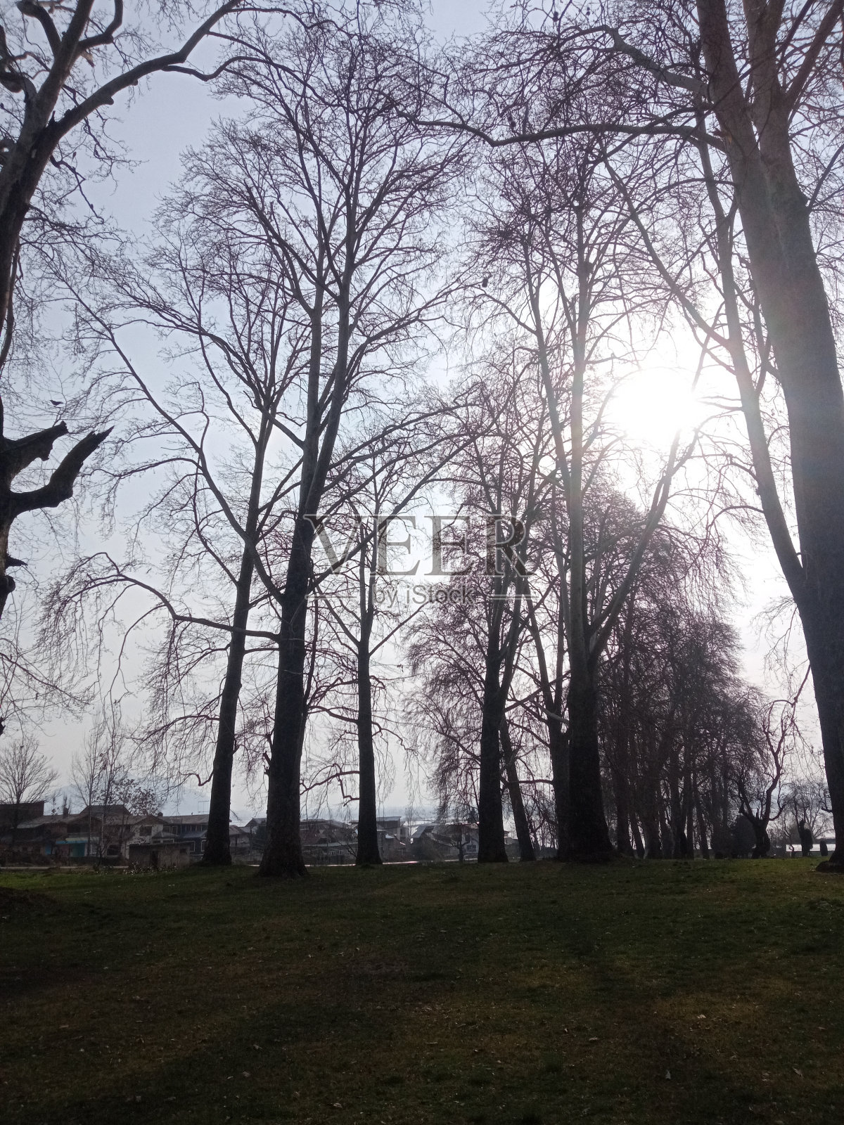 树冠的树照片摄影图片