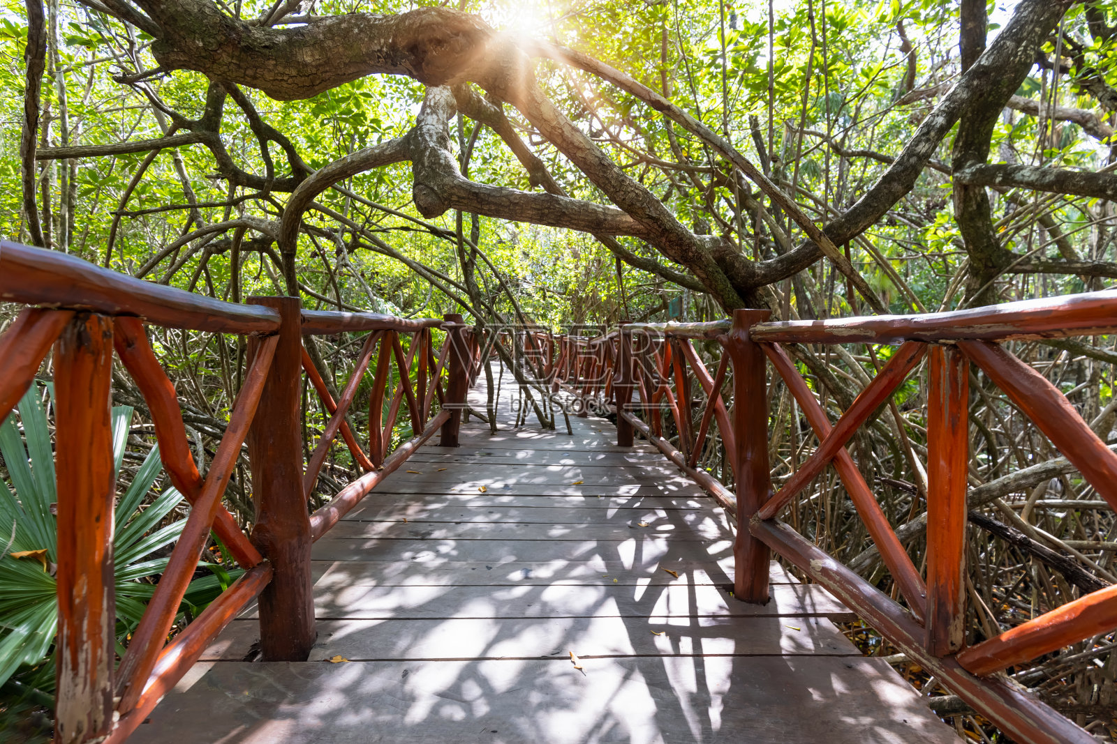 墨西哥旅游目的地，图卢姆和普拉亚德尔卡门附近的托尔图加井照片摄影图片