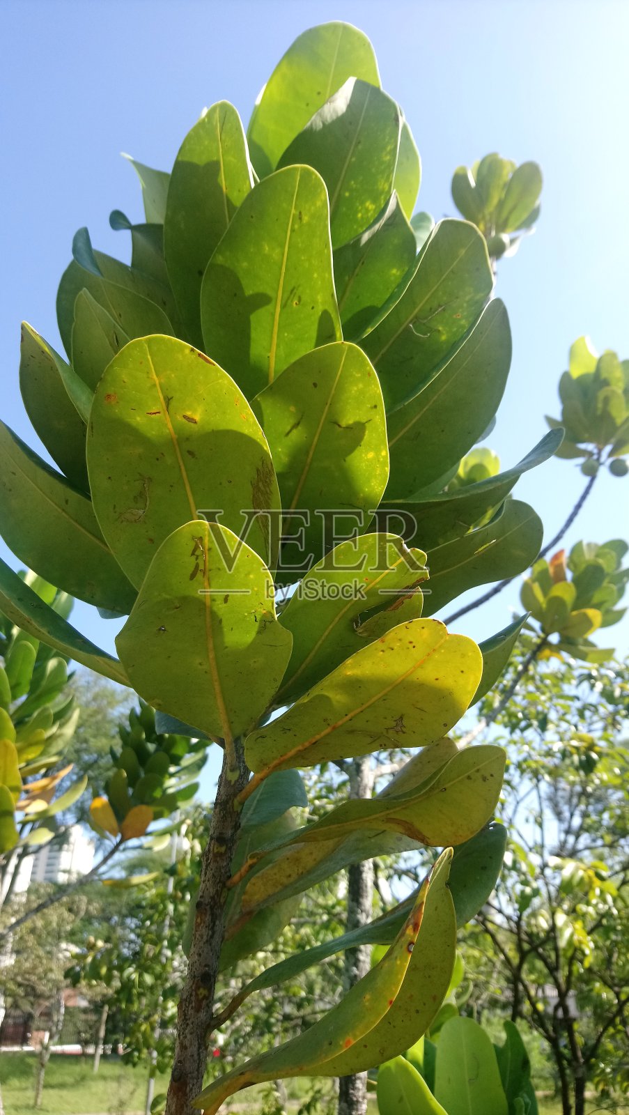 大城市公园植被[生态公园]照片摄影图片